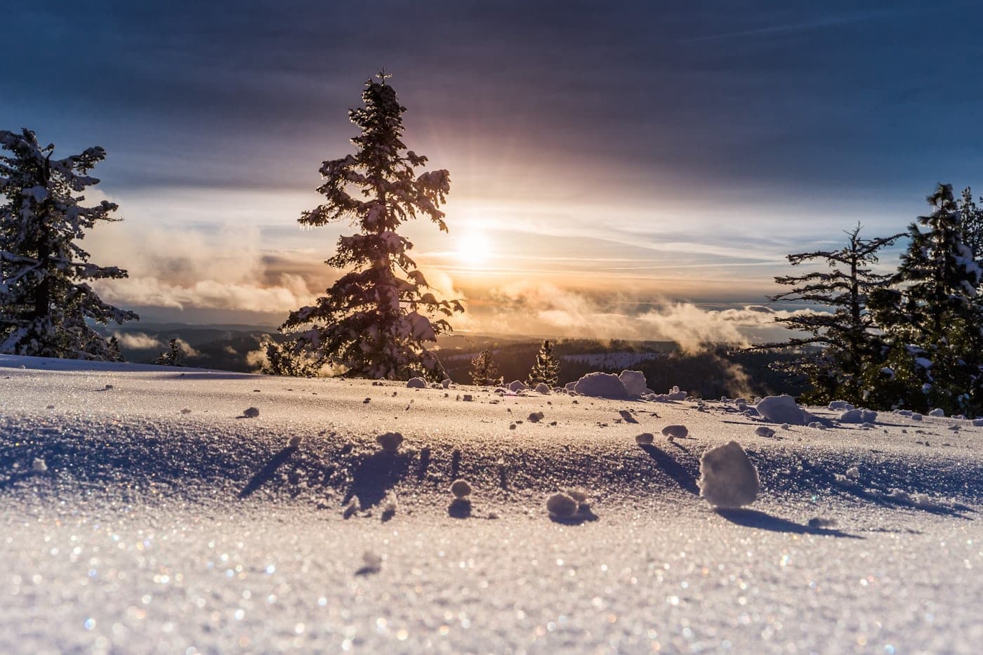夕照下挂满新雪的雪松与雪原